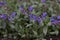 Blossom of bright Pulmonaria in spring. Lungwort. Flowers of different shades of violet in one inflorescence.