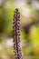 Blossom buddleja plant with small white flowers on a sunny summer day macro photography.