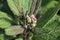 Blossom buds on Baby Joe Pye plants