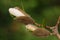 Blossom buds of magnolia