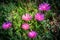 Blossom bush of Karkalla or Australian pig face flower with succulent leaves and deep purple color