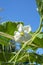 Blossom of calabash, bottle gourd or white-flowered gourd  Lagenaria siceraria riping on vine in garden