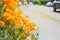 Blossom California poppy near sidewalk pathway front yard of residential house in suburban Seattle, WA
