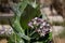 Blossom of Calotropis procera, sometimes called Apple of Sodom, in Oman`s Wadi Bani Khalid