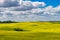 Blossom canola or colza flowers field on sunny summer day