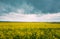 Blossom Of Canola Yellow Flowers And Cloudy Rainy Sky. Bright Dramatic Sky Above Rapeseed, Oilseed Field Meadow Grass