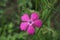 The blossom of carthusian pink (Dianthus carthusianorum