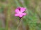 Blossom of Carthusian Rosa (Carthusian carnation, Dianthus carthusianorum)