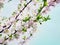 Blossom cherry or apple branch against blue sky