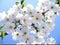 Blossom cherry branch, beautiful spring flowers for background