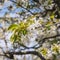 Blossom cherry branch, beautiful spring flowers for vintage background.