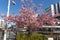 Blossom cherry-tree near a japanese river