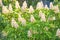 Blossom chestnut tree in flowers