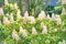 Blossom chestnut tree in flowers