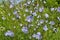 Blossom chicory Cichorium intybus