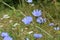 Blossom chicory Cichorium intybus