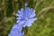 Blossom chicory Cichorium intybus