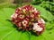 A Blossom Chinese Glory Bower in the Garden. flat lay. nature concept