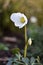 Blossom of a Christmas rose (Helleborus niger)