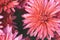 Blossom chrysanthemums with drops of dew