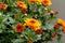 Blossom chrysanthemums red-orange-yellow texture for calendar