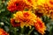 Blossom chrysanthemums red-orange-yellow texture for calendar