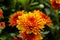 Blossom chrysanthemums red-orange-yellow texture for calendar