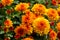 Blossom chrysanthemums red-orange-yellow texture for calendar