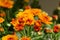 Blossom chrysanthemums red-orange-yellow texture for calendar