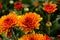 Blossom chrysanthemums red-orange-yellow texture for calendar