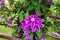 Blossom clematis flower. Natural purple spring plant flower. Gardening concept background