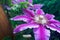Blossom clematis flower. Natural purple spring plant flower. Gardening concept background