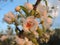 Blossom cluster of the fruit tree