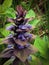 Blossom Collection: edible medicinal plants, power on my menu, the pyramidal bugle