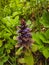 Blossom Collection: edible medicinal plants. Pyramidal bugle, bugleweed, bugle