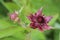 Blossom of Comarum palustre, the purple marshlocks