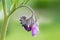 Blossom of comfrey Common Comfrey, Symphytum officinale,close up