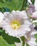 Blossom Common Hollyhock, Alcea Rosea, close-up with bokeh background, selective focus, shallow DOF