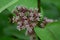 the blossom of the common milkweed with some bees