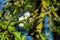 Blossom of common pear in garden