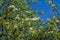 Blossom of common pear in garden