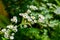 Blossom of corn chamomile in roadside