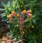 Blossom of Crassulaceae - Echeveria