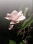 Blossom Curcuma Alismatifolia snow pink flower