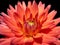 Blossom of dahlia in orange-red colour