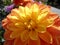 Blossom of dahlia in yellow-orange colour