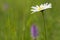Blossom daisy flower in green grass