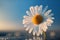 Blossom daisy flower with water drops isolated on blurred soft blue copy space background