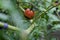 Blossom end rot symptoms on tomato fruit.