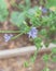 Blossom endive or chicory flower at backyard raised bed garden near Dallas, Texas, USA